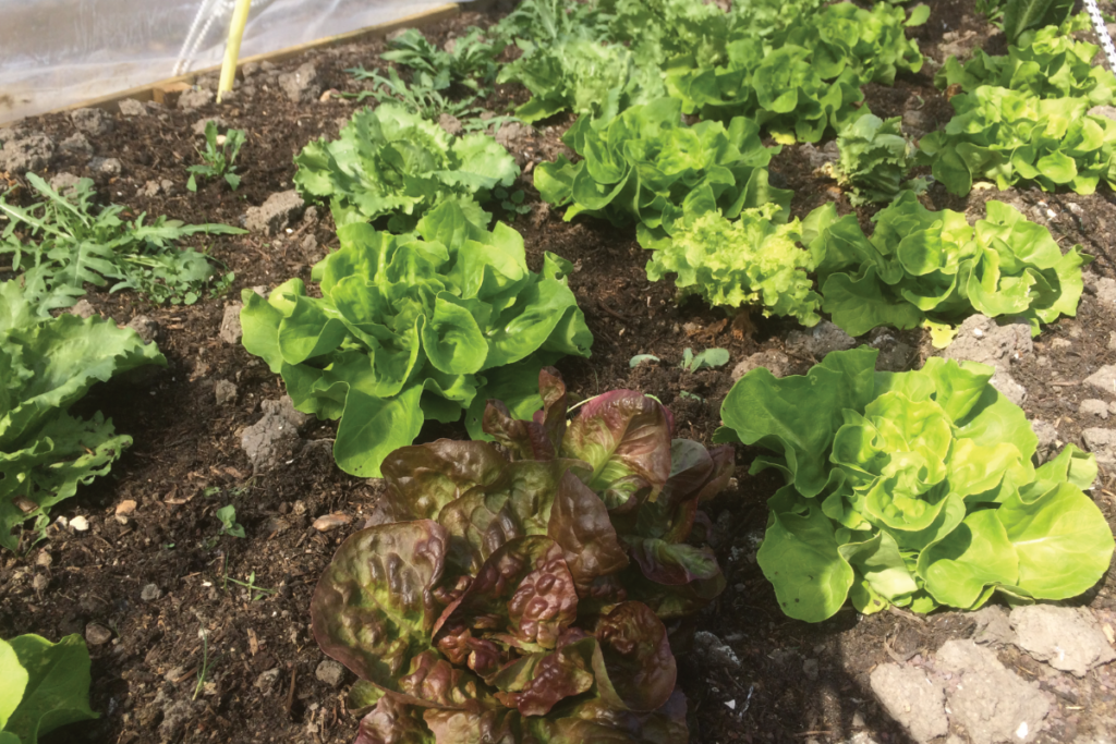 Kun je sla kweken in de winter