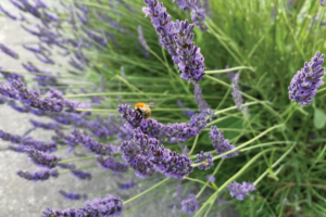 Lavendel zaaien