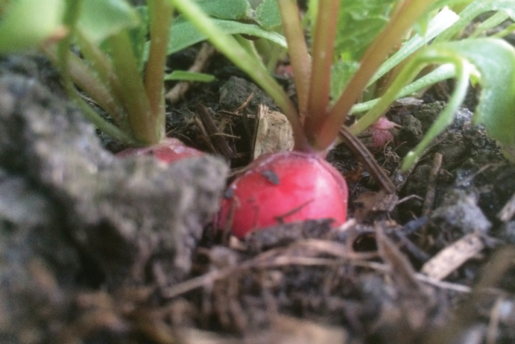 Radijs in de moestuin