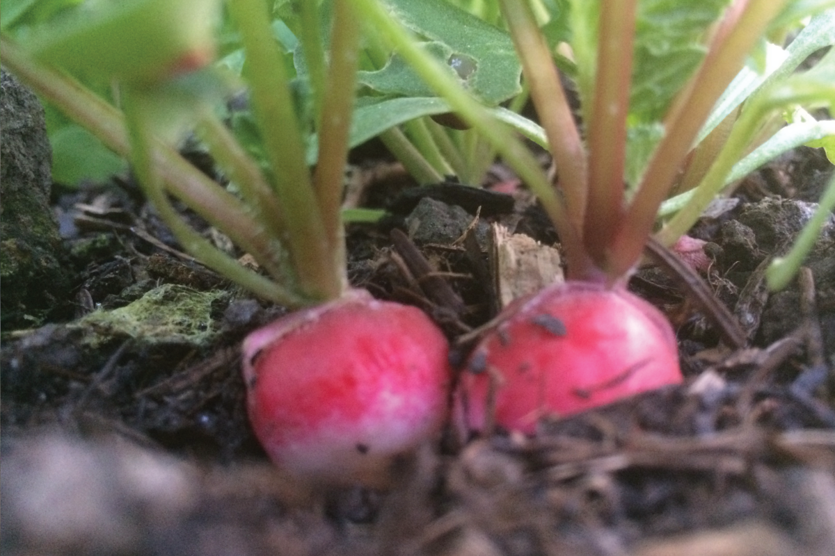Radijs in de moestuin