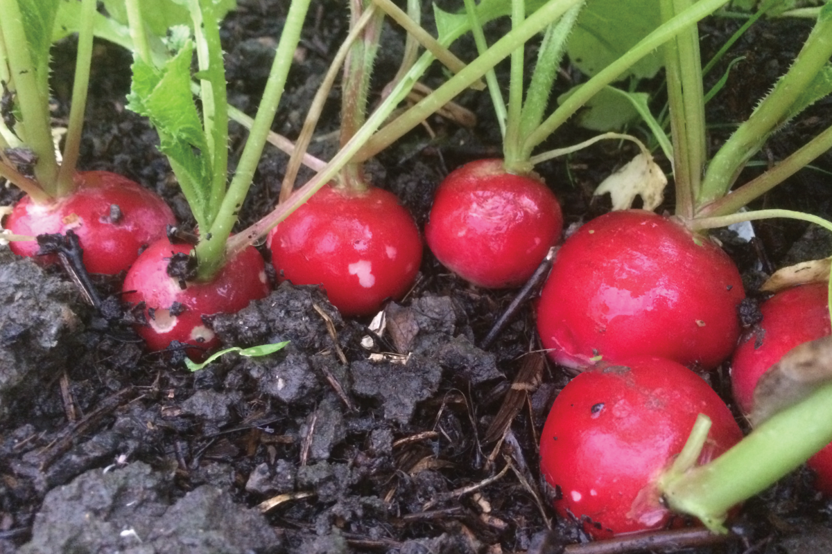 Radijsjes zaaien
