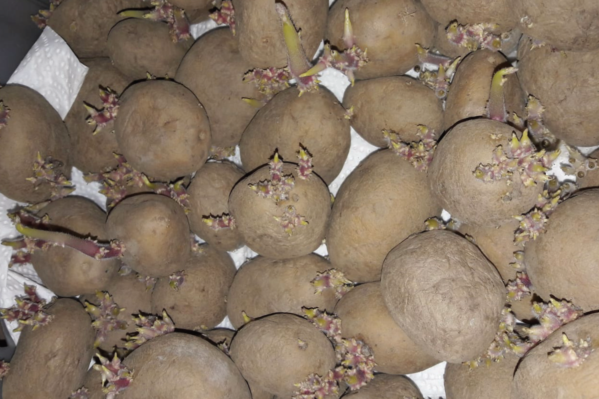 Waarom gaan mijn aardappelen uitlopen