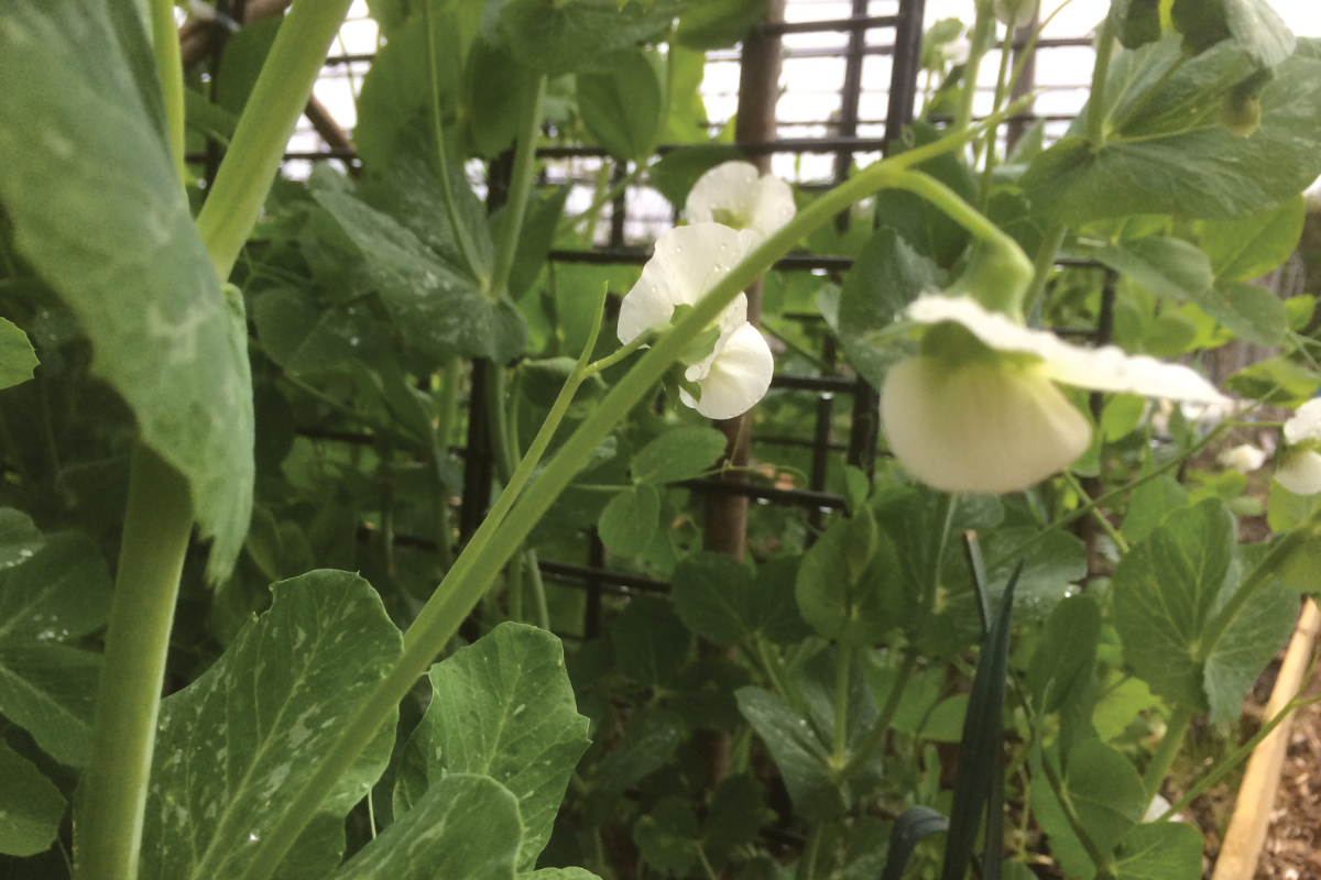 Wanneer kun je erwten zaaien