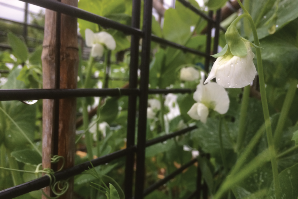 Wanneer kun je erwten zaaien