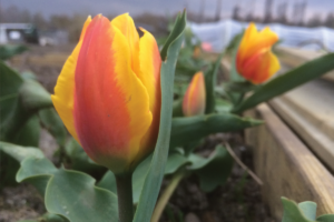 Wanneer tulpen planten