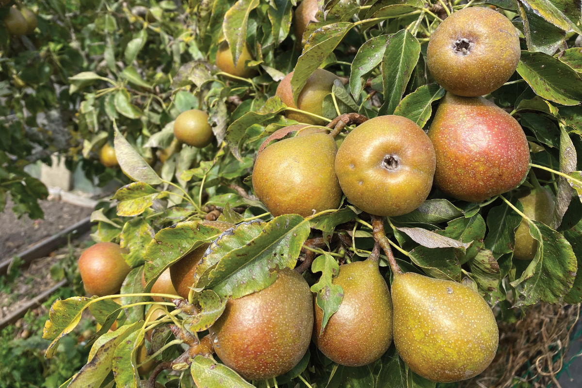 Wat gebeurt er als je een perenboom niet snoeit