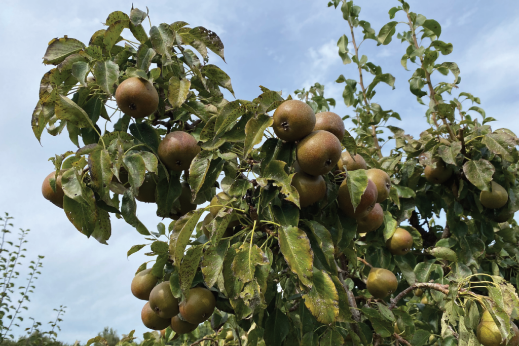 Wat gebeurt er als je een perenboom niet snoeit