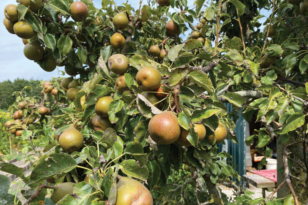 Welke maand stoofperen plukken