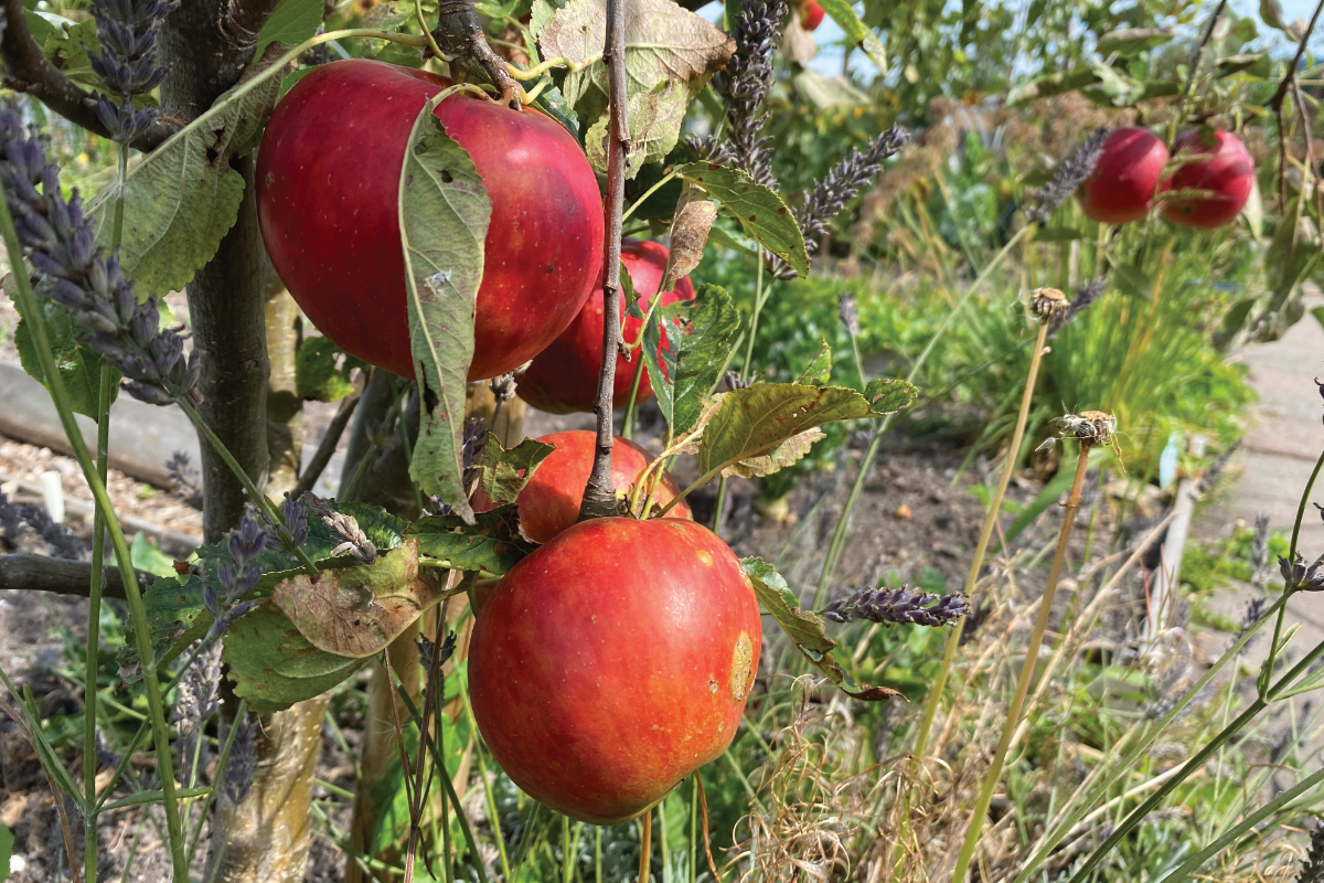 Zijn appels makkelijk te kweken
