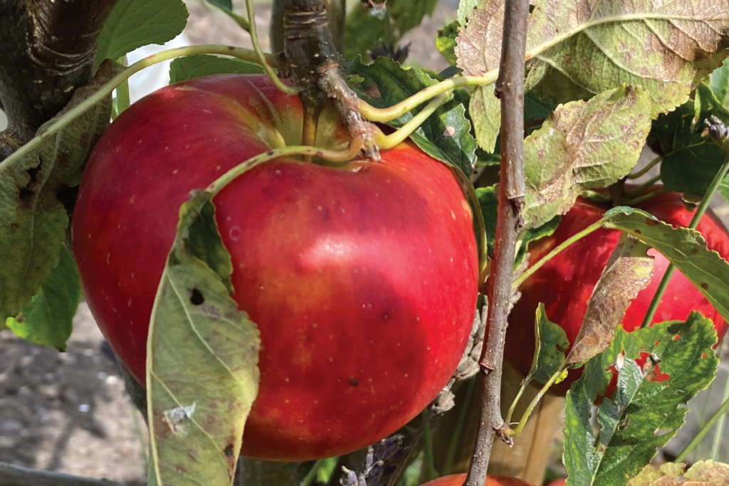 Zijn appels makkelijk te kweken