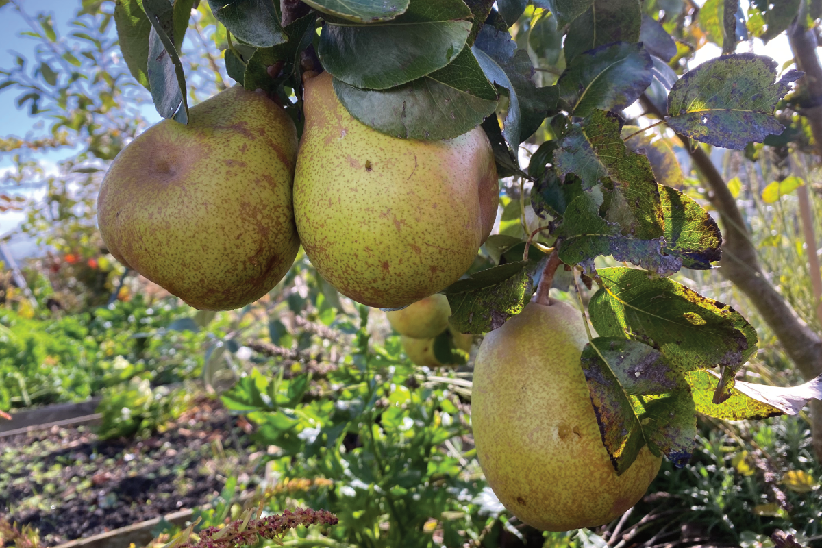 Zijn peren makkelijk te kweken