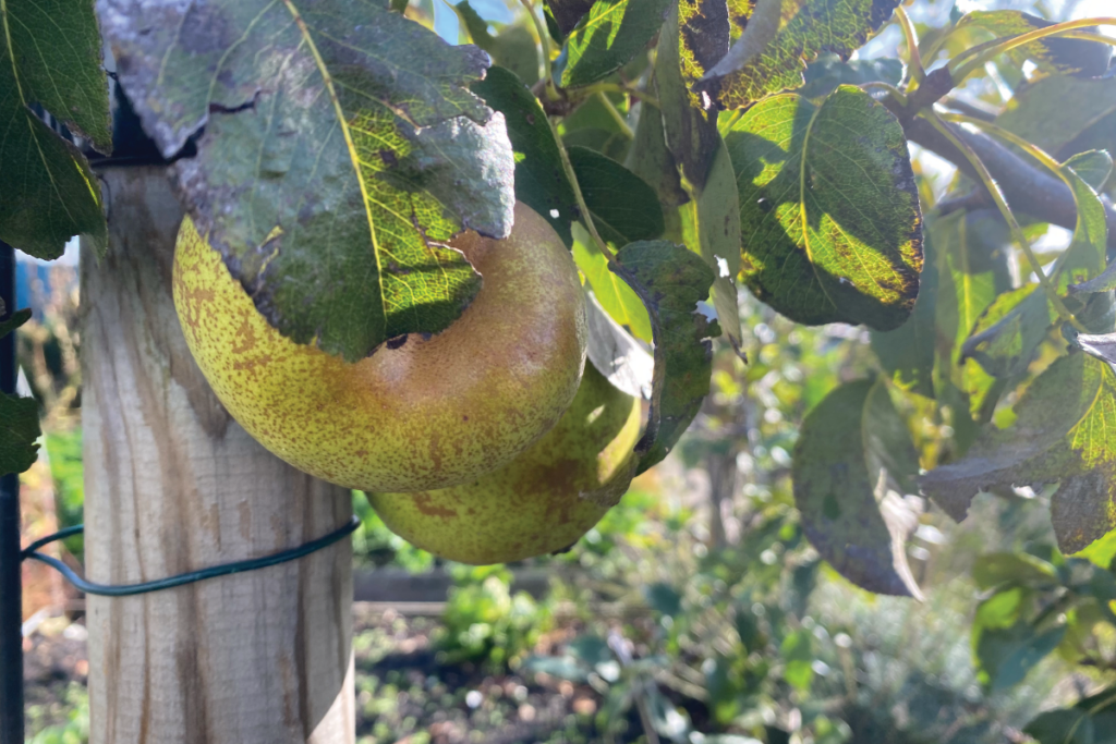 Zijn peren makkelijk te kweken