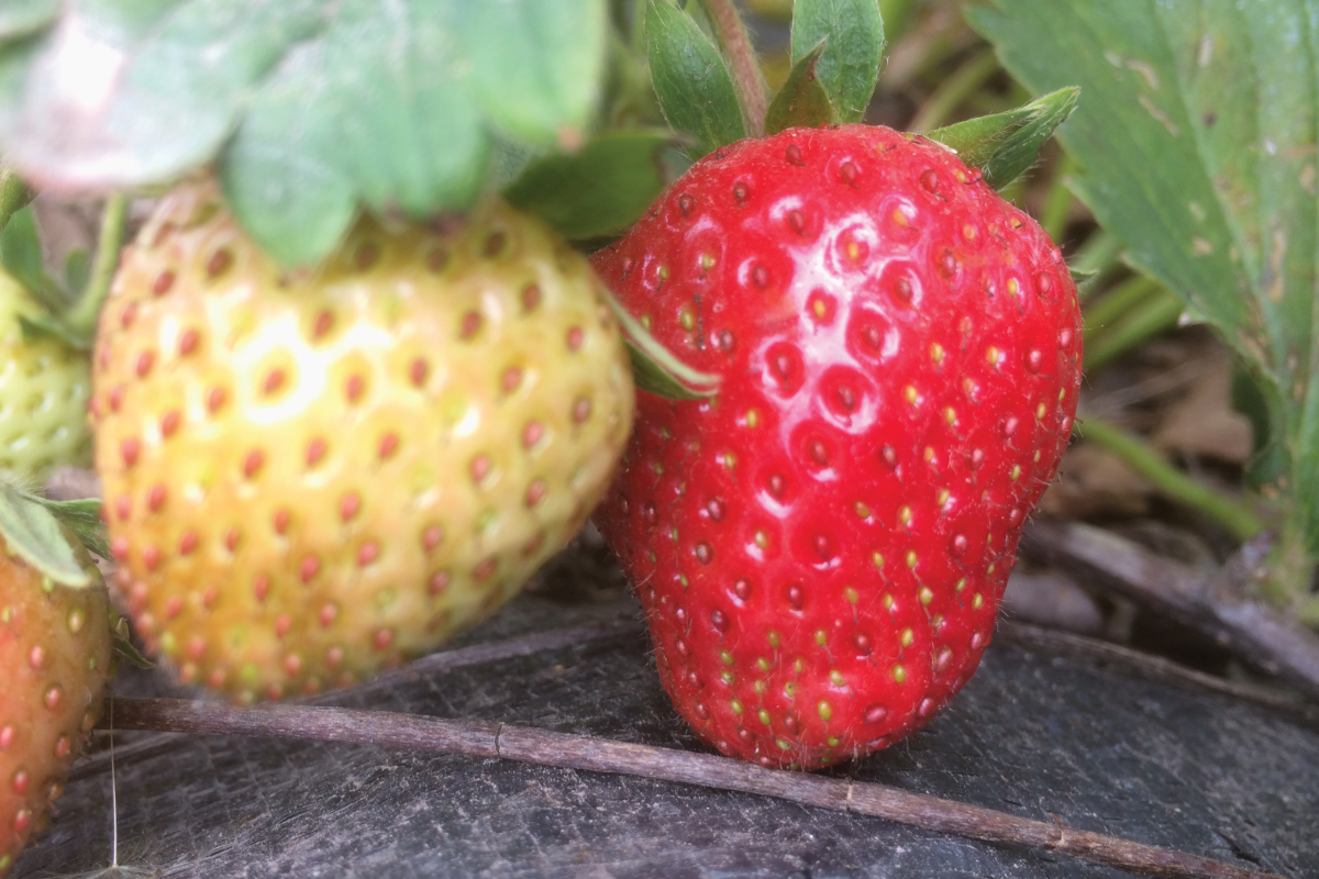 Aardbeien plantjes verzorgen in januari
