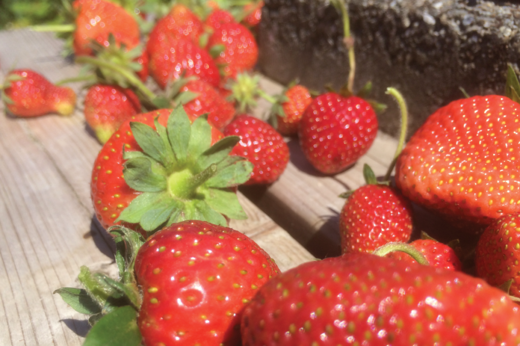 Aardbeien plantjes verzorgen in januari