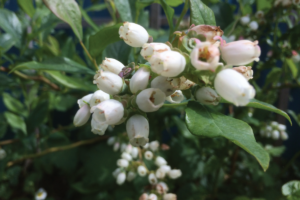 Blauwe bes bloeitijd