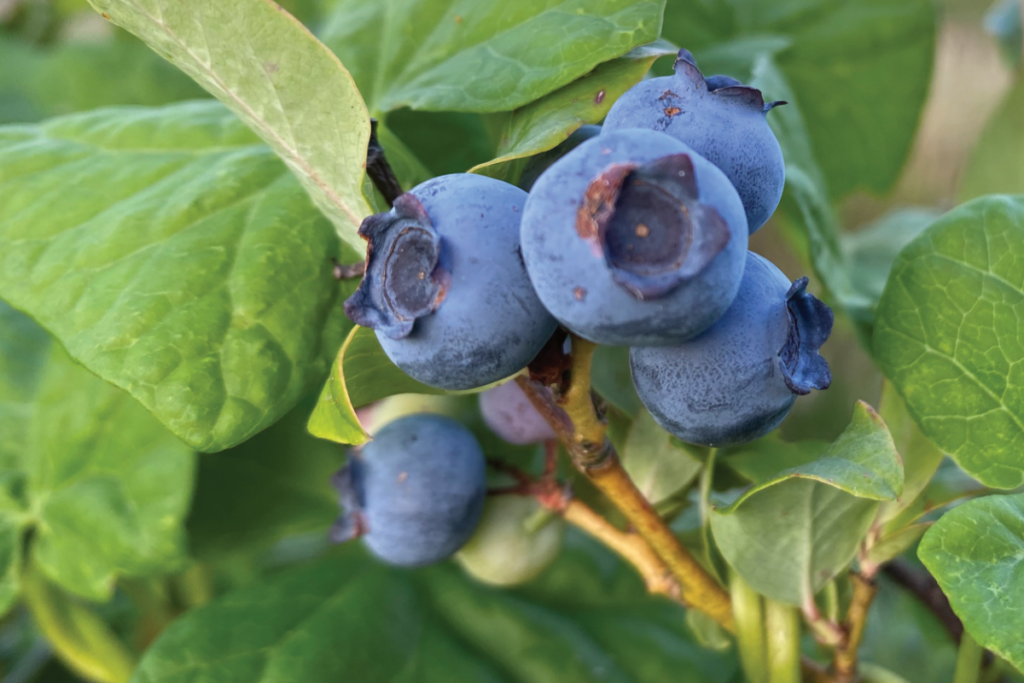 Blauwe bessen kweken
