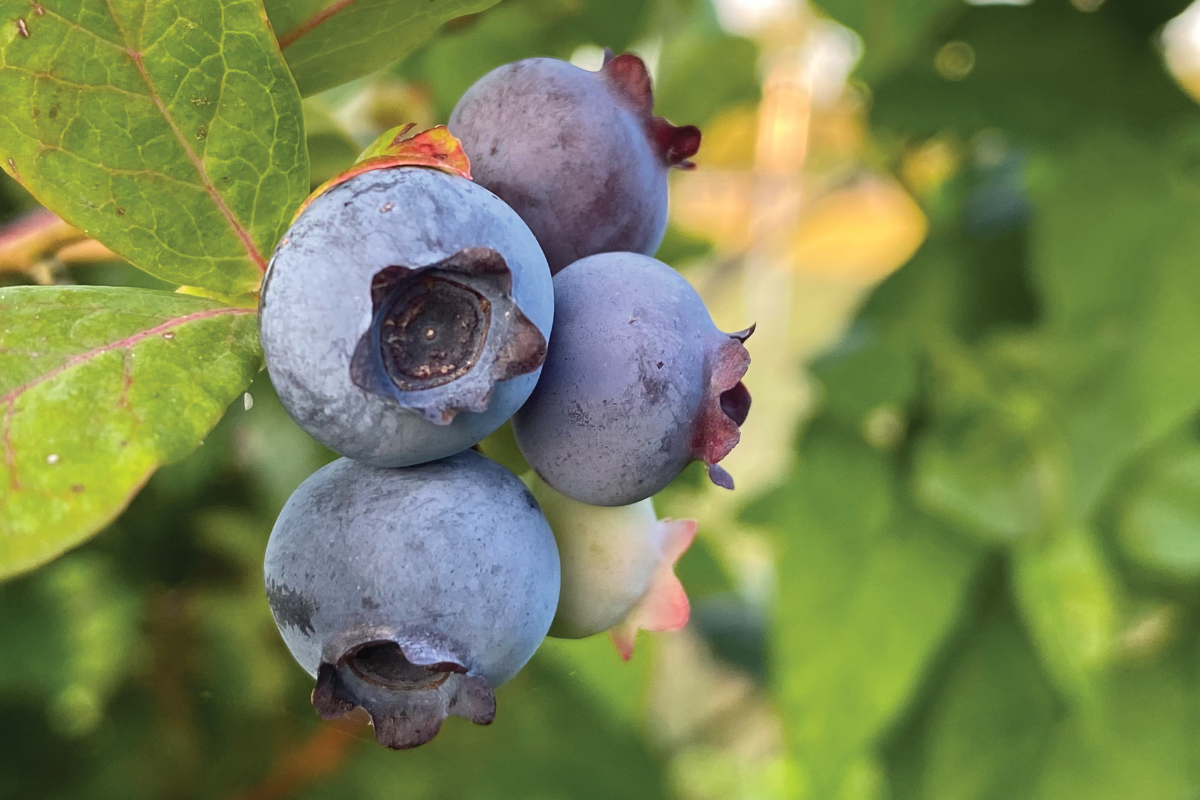Blauwe bessen kweken