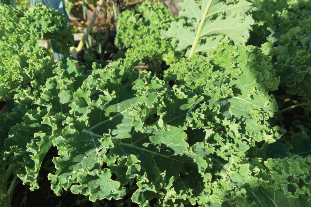 Boerenkool zaadjes bestellen