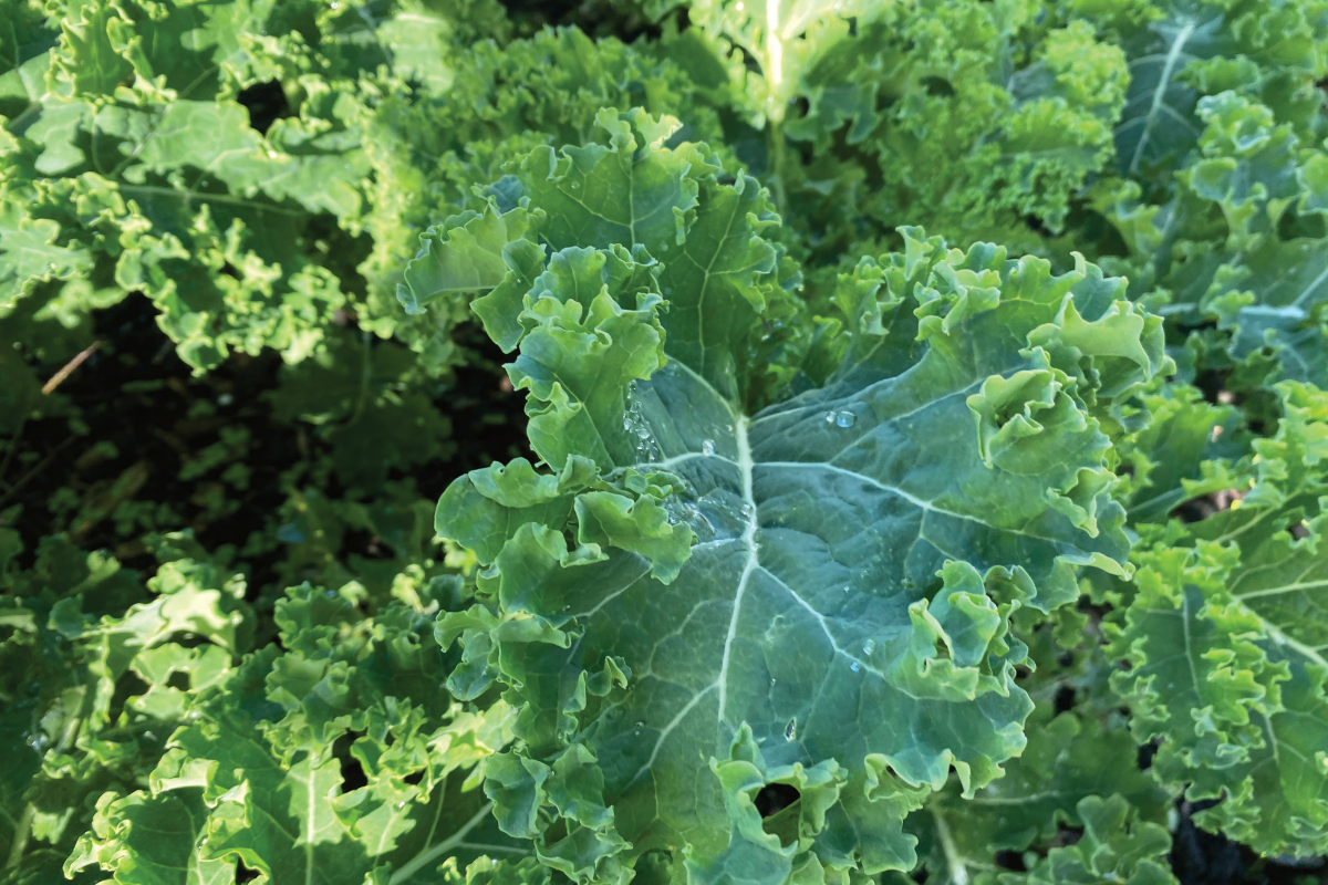 Boerenkool zaadjes bestellen