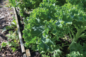 boerenkool zaadjes kopen