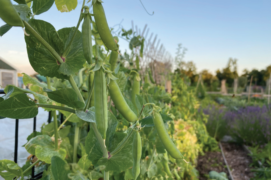 Hebben doperwten mest nodig