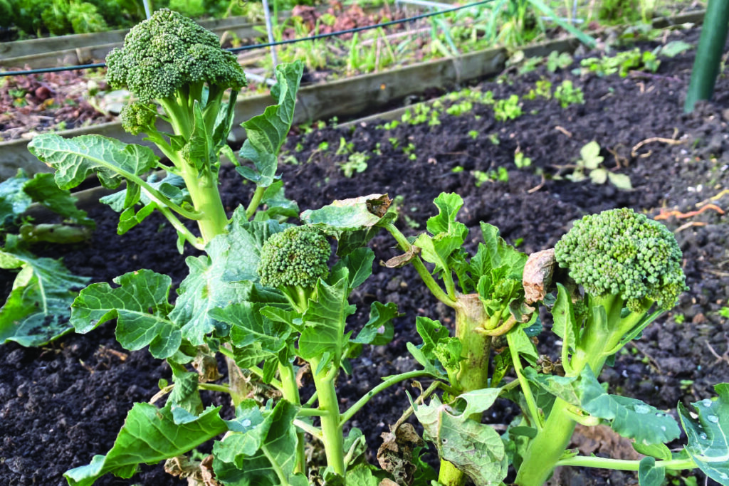 Heeft broccoli veel zon nodig