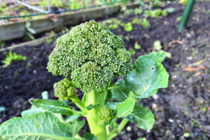 Heeft broccoli veel zon nodig
