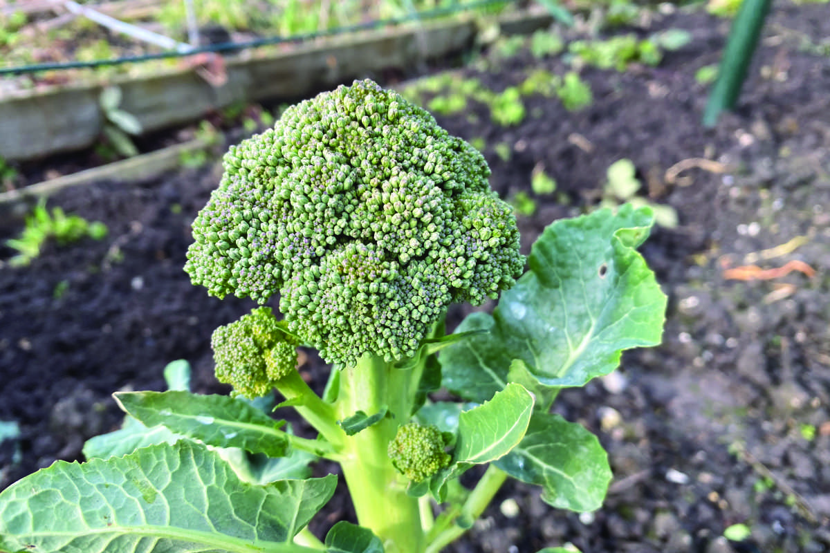 Heeft broccoli veel zon nodig