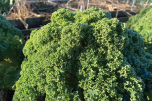 Heeft de boerenkool de sneeuw overleefd