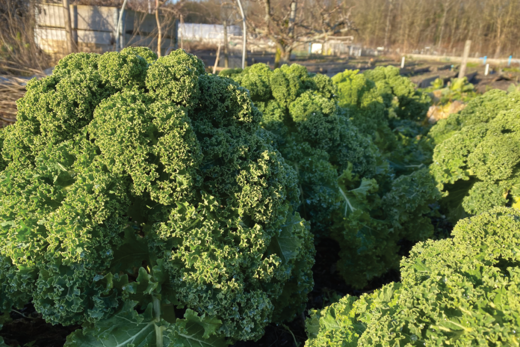 Heeft de boerenkool de sneeuw overleefd