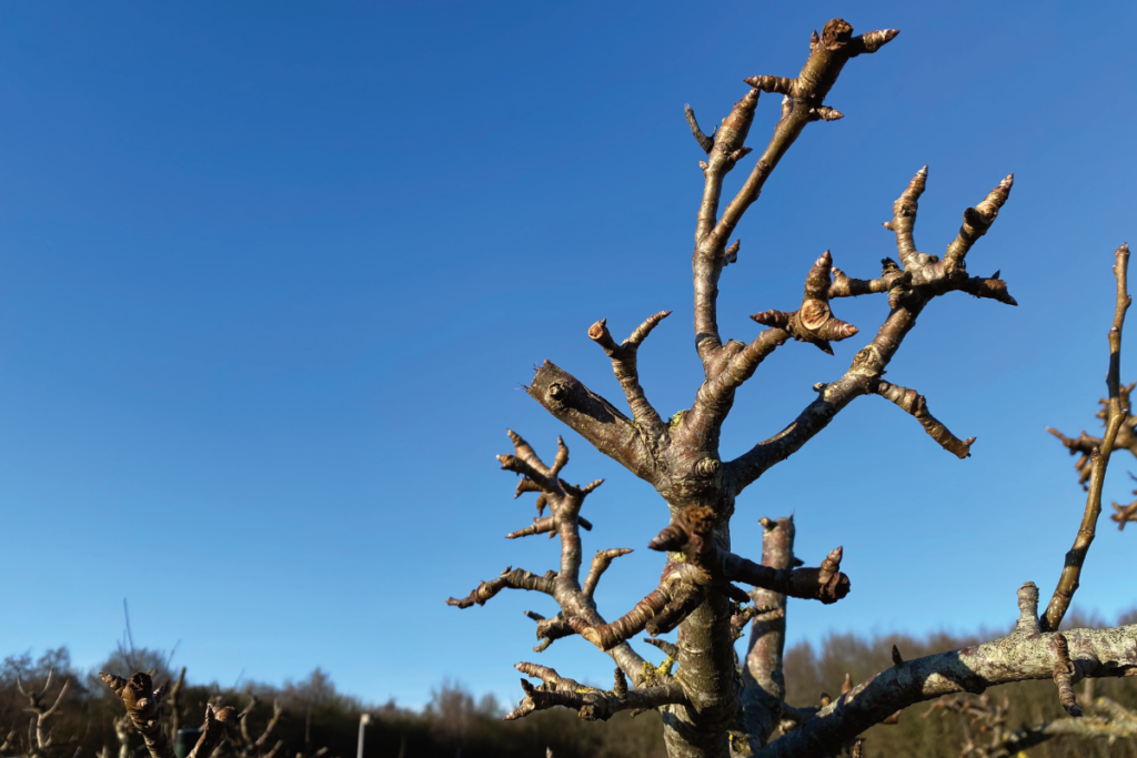 Hoe herken je vruchtknoppen stoofperenboom