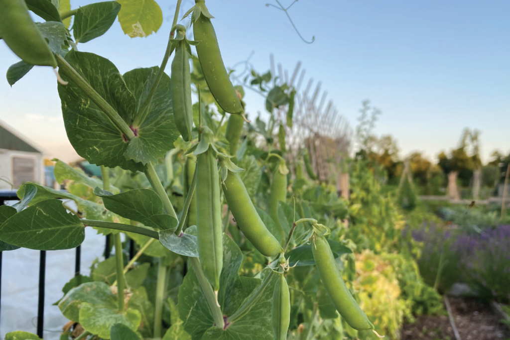 Hoe hoog worden doperwtenplanten