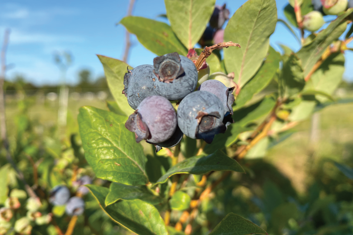 Hoe krijg je veel blauwe bessen