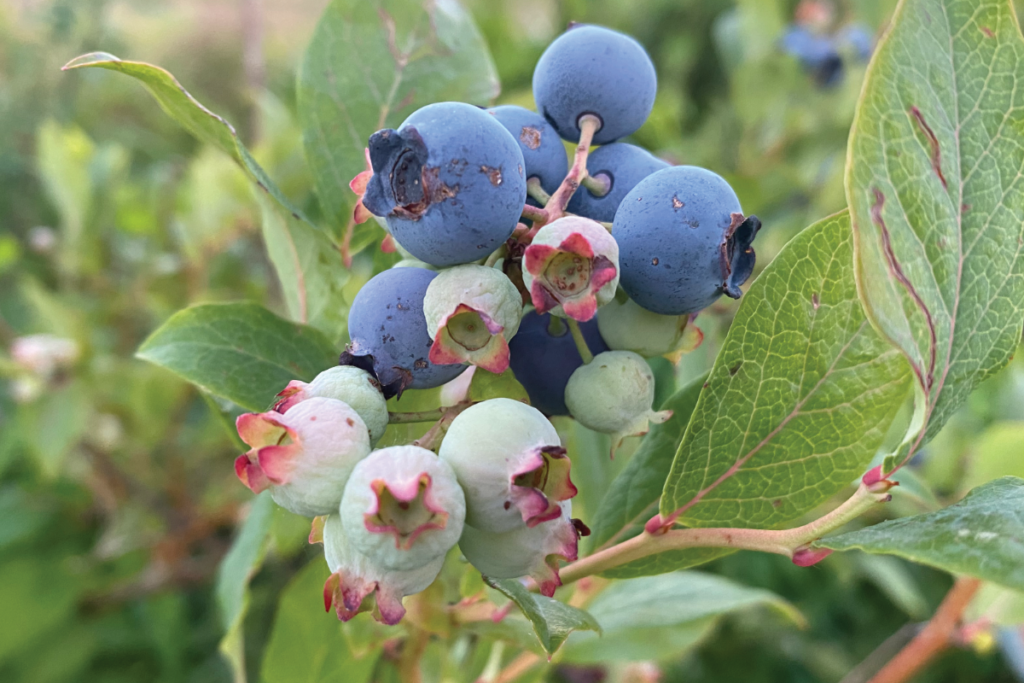 Hoe kweek je een overvloed aan blauwe bessen