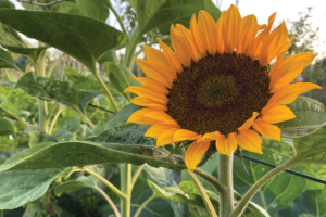 Hoe kweek je een zonnebloem