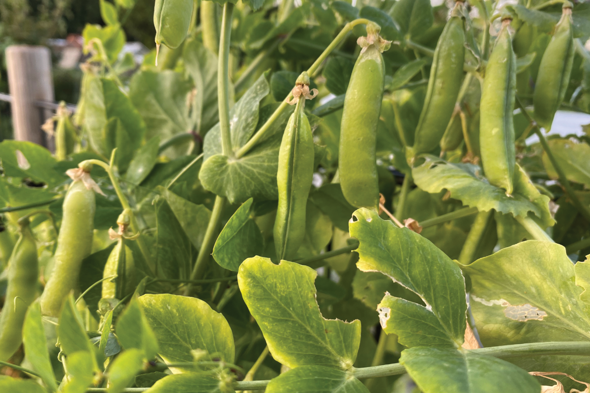 Hoe kweek je erwten in je moestuin
