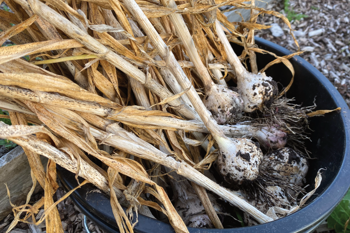 Hoe kweek je zelf knoflook