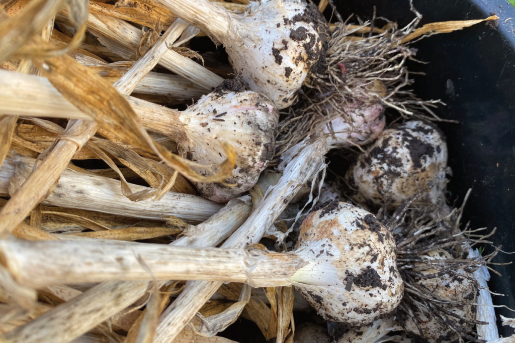 Hoe kweek je zelf knoflook