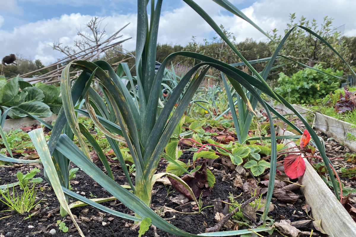 Hoe lang duurt het om prei te kweken