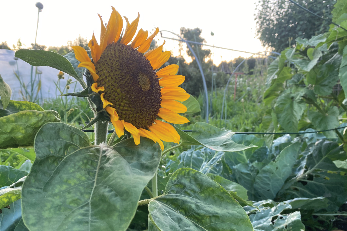 Hoe lang duurt het ontkiemen van zonnebloemen