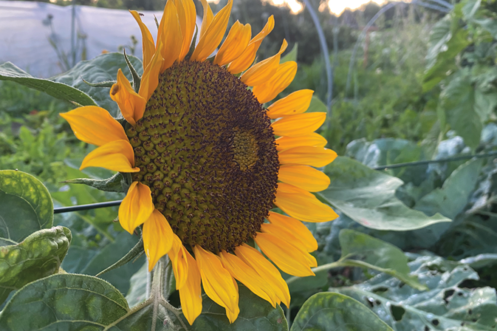 Hoe lang duurt het ontkiemen van zonnebloemen