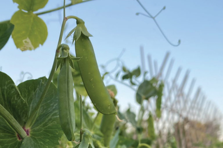 Jeremina Erwten kweken: de complete gids van zaaien tot oogsten - Een Moestuin