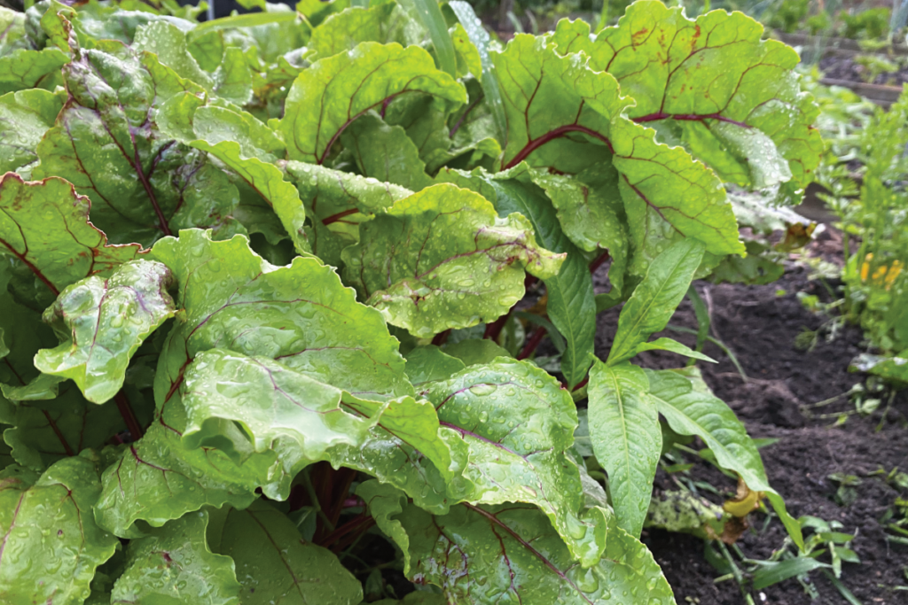 Hoe lang groeien rode bieten
