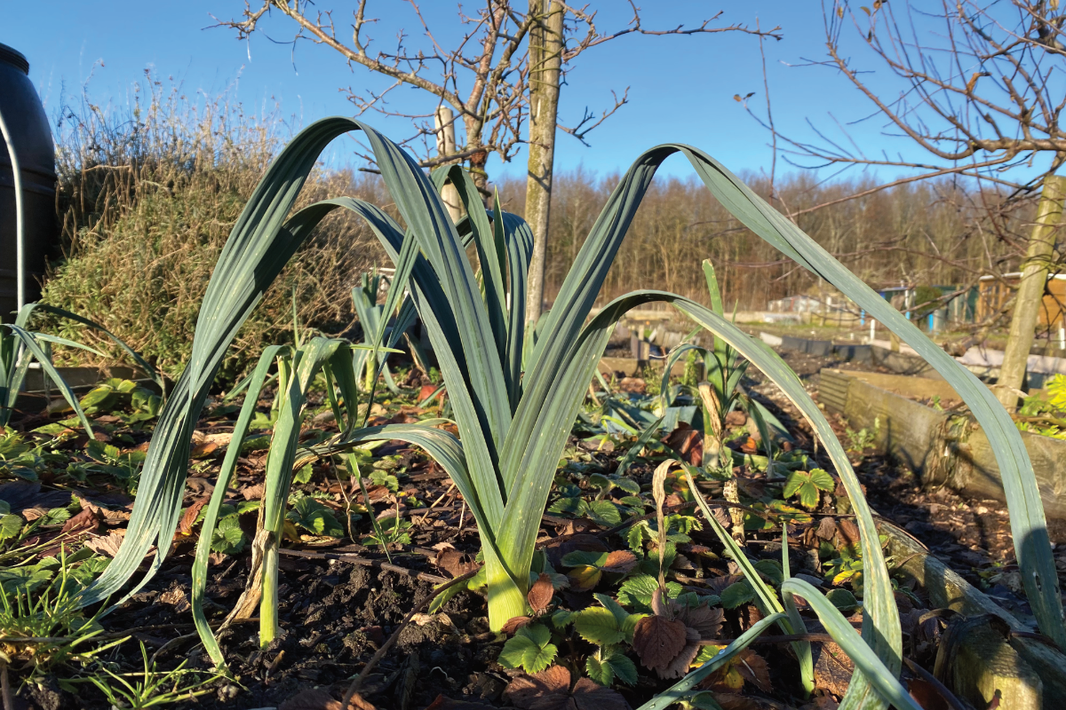 Hoe lang kun je prei in de moestuin laten staan