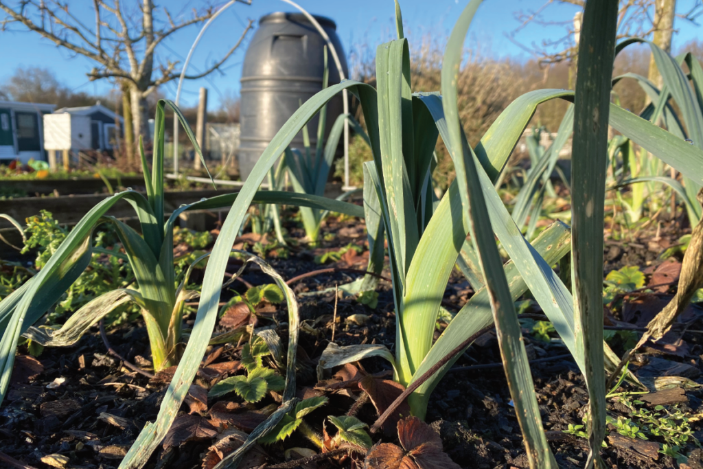 Hoe lang kun je prei in de moestuin laten staan