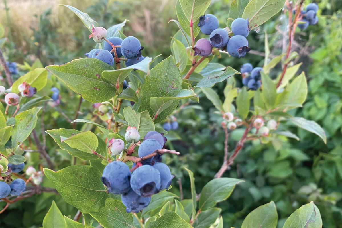 Hoe maak je grond zuur voor blauwe bessen