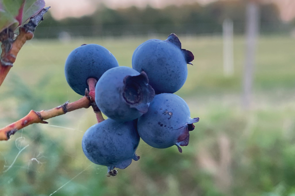 Hoe maak je grond zuur voor blauwe bessen