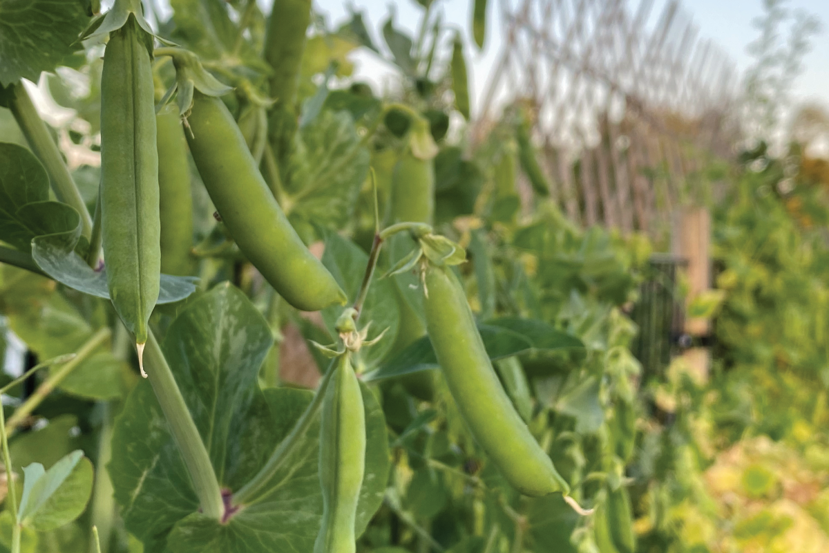 Hoe plant ik doperwten