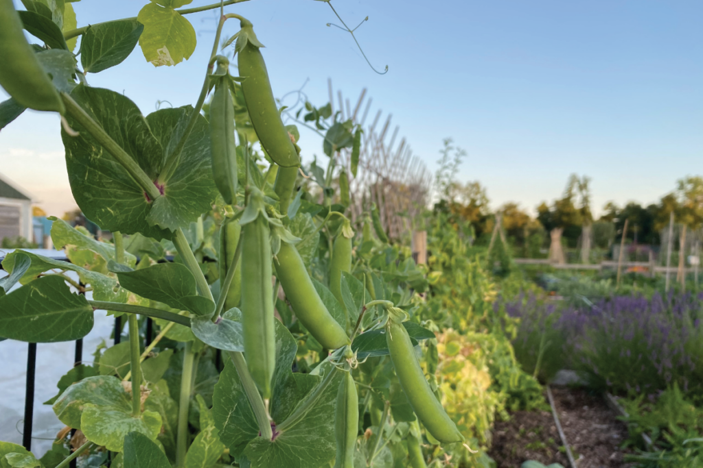 Hoe plant ik doperwten