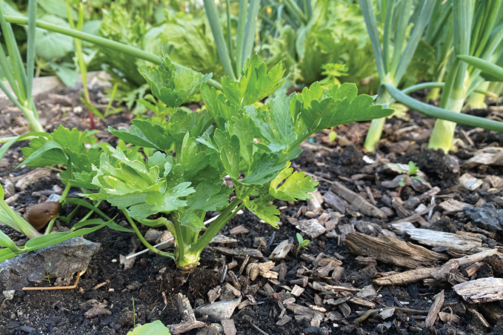 Hoe plant ik knolselderij